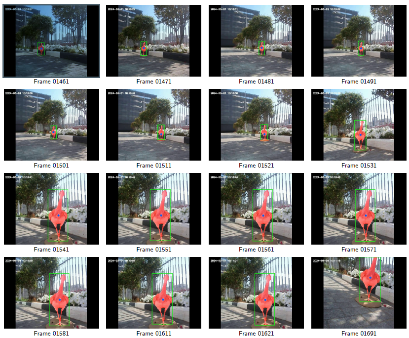 Processed images of Houbara bustards demonstrating detection and positioning