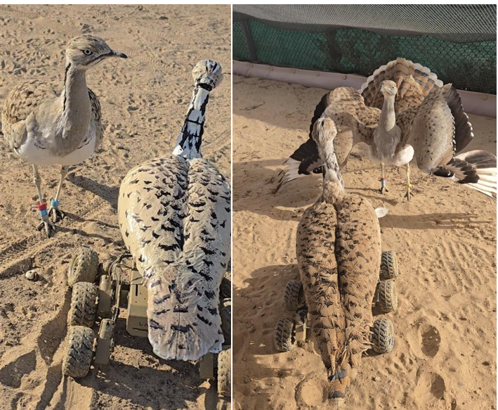HuBot interacting with live Houbara
